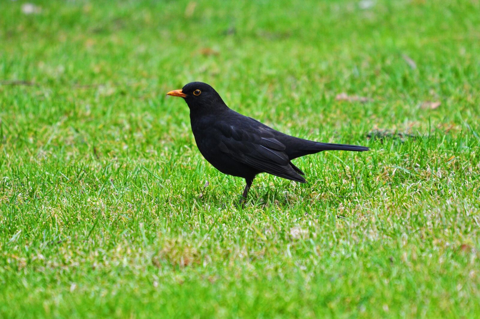 Nikon D90 sample photo. Blackbird, common blackbird, eurasian photography