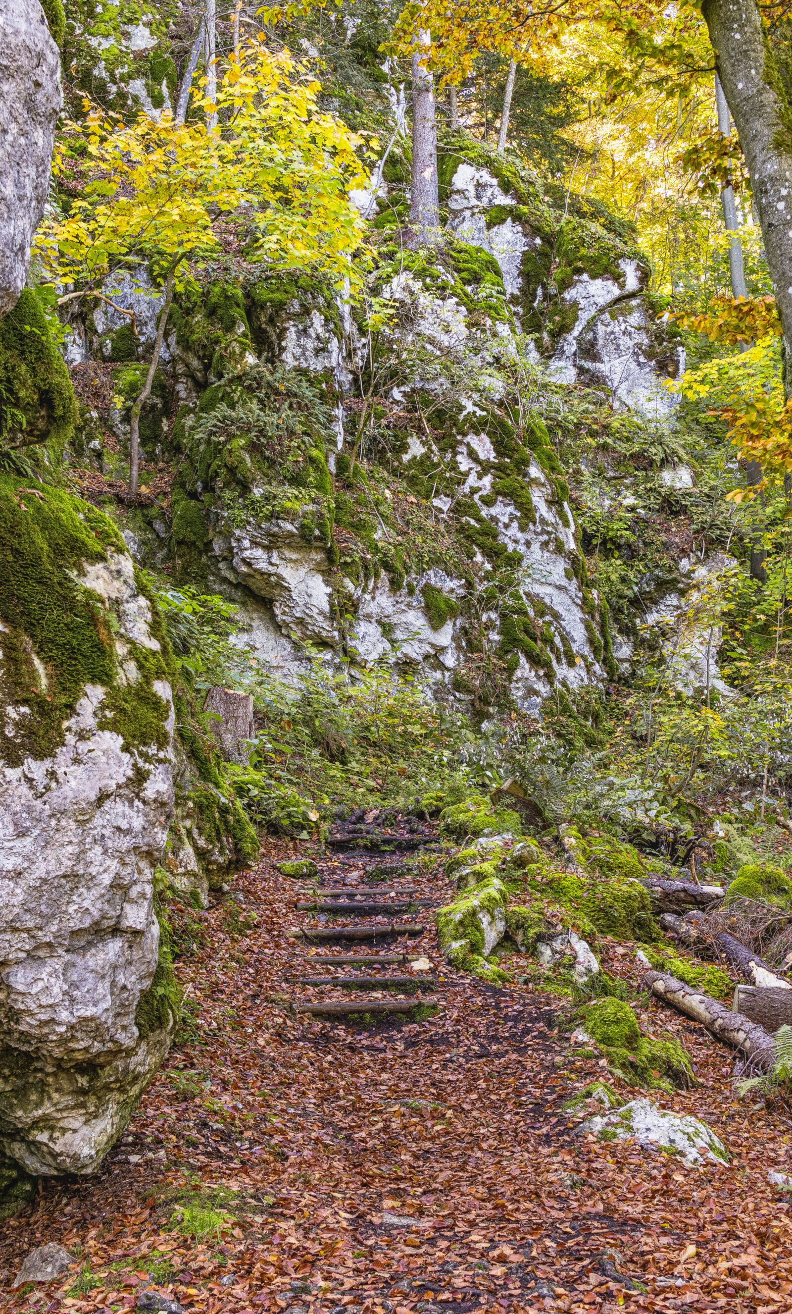 Sony a6300 + Sigma 30mm F2.8 EX DN sample photo. Stairs, forest, stone stairway photography