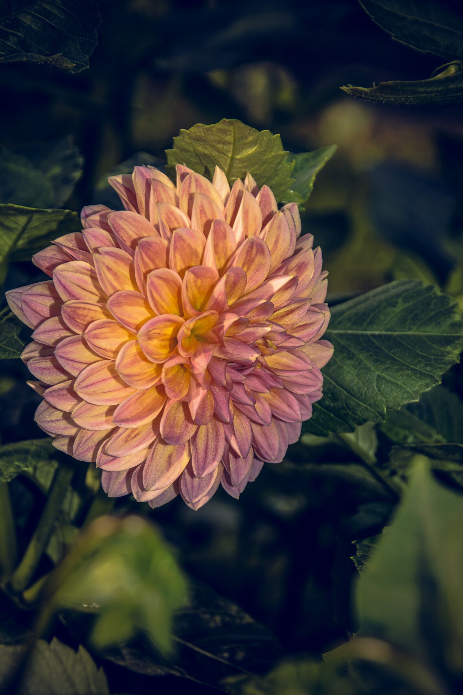 Sony ILCA-77M2 sample photo. Dahlia, blossom, bloom photography