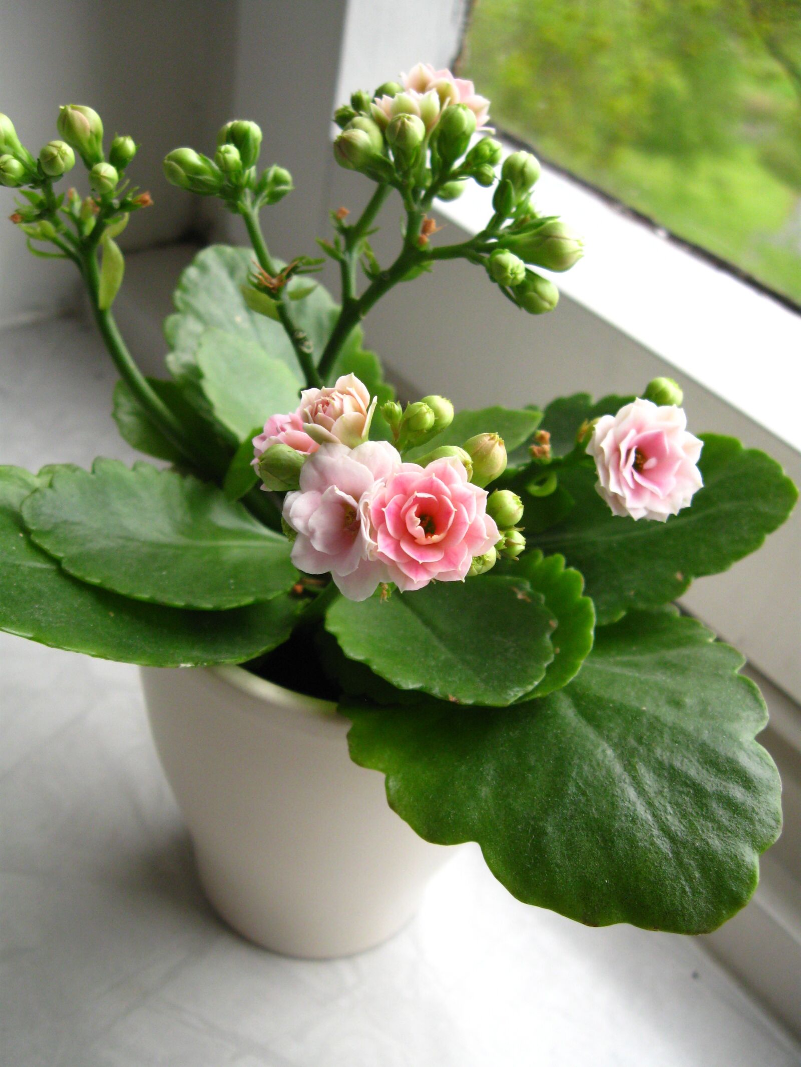 Canon PowerShot A590 IS sample photo. Kalanchoe, flower, pink photography