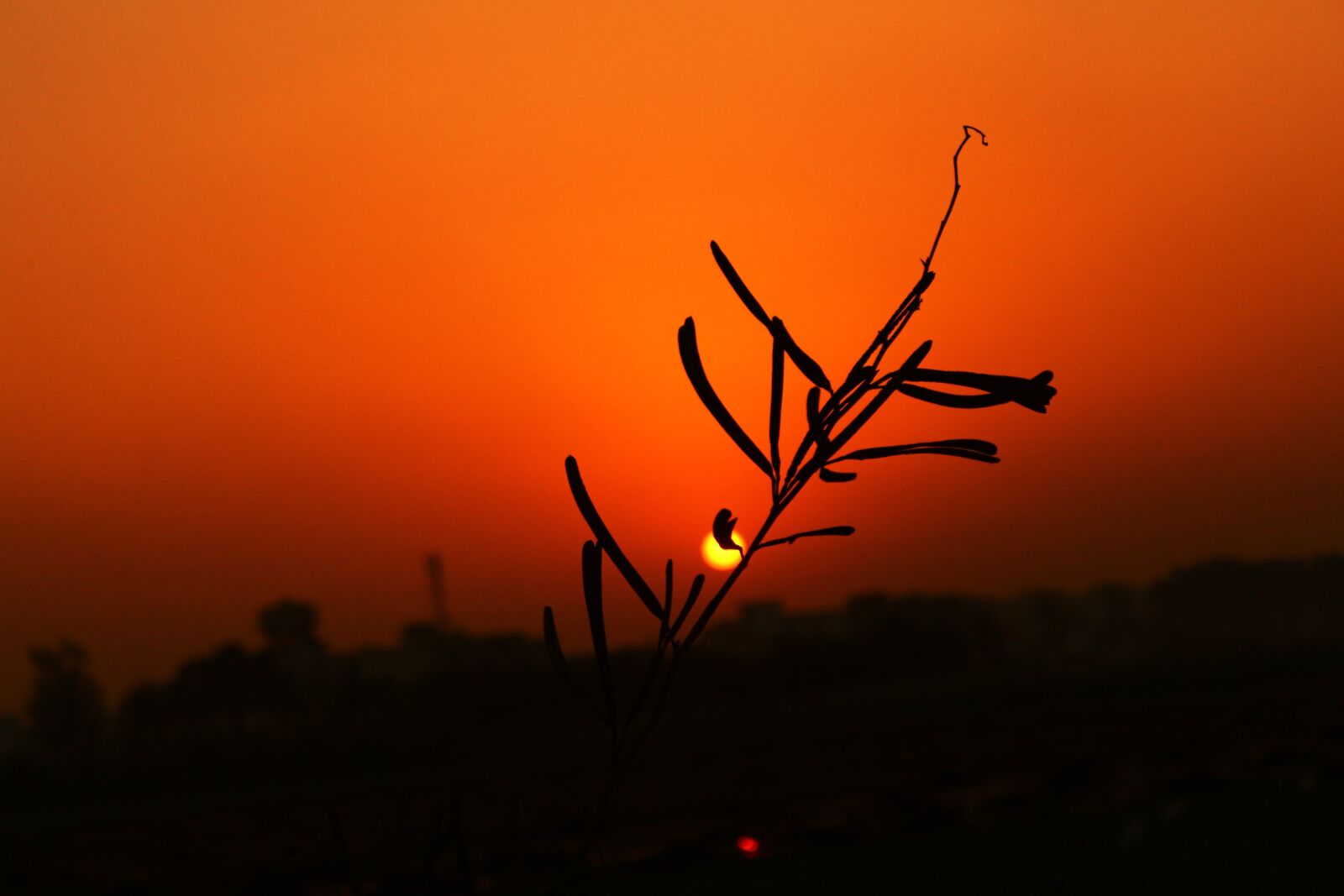 Canon EOS 700D (EOS Rebel T5i / EOS Kiss X7i) sample photo. Silhouette, sunset, sun photography