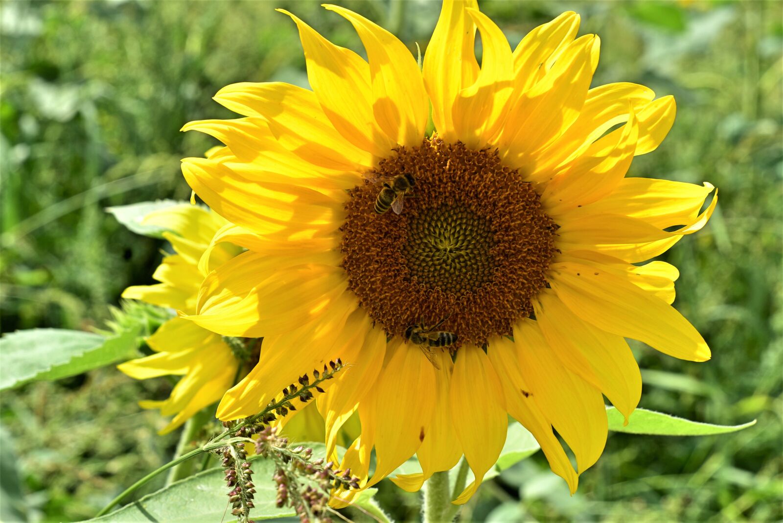 Nikon D7200 sample photo. Sunflower, flower, summer photography