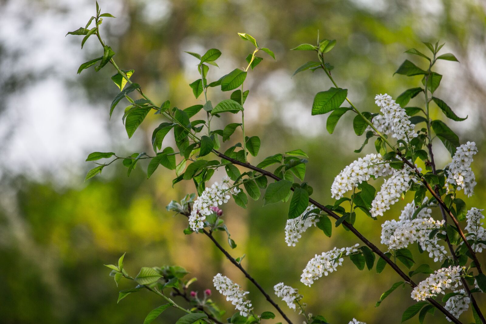 Canon EF-S 55-250mm F4-5.6 IS STM sample photo. Black cherry, flowers, white photography