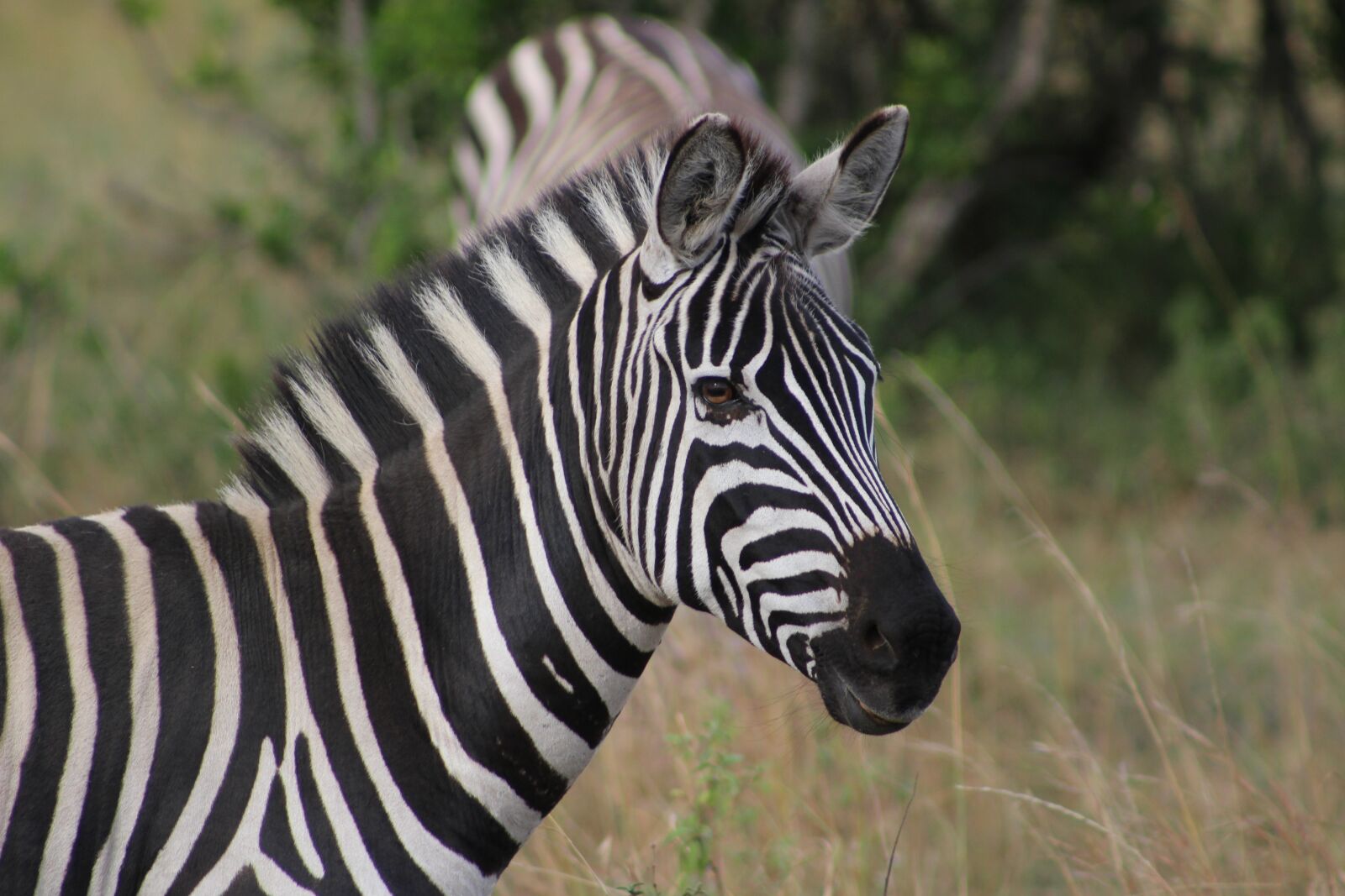 Canon EOS 100D (EOS Rebel SL1 / EOS Kiss X7) sample photo. Kenya, zebra, safari photography