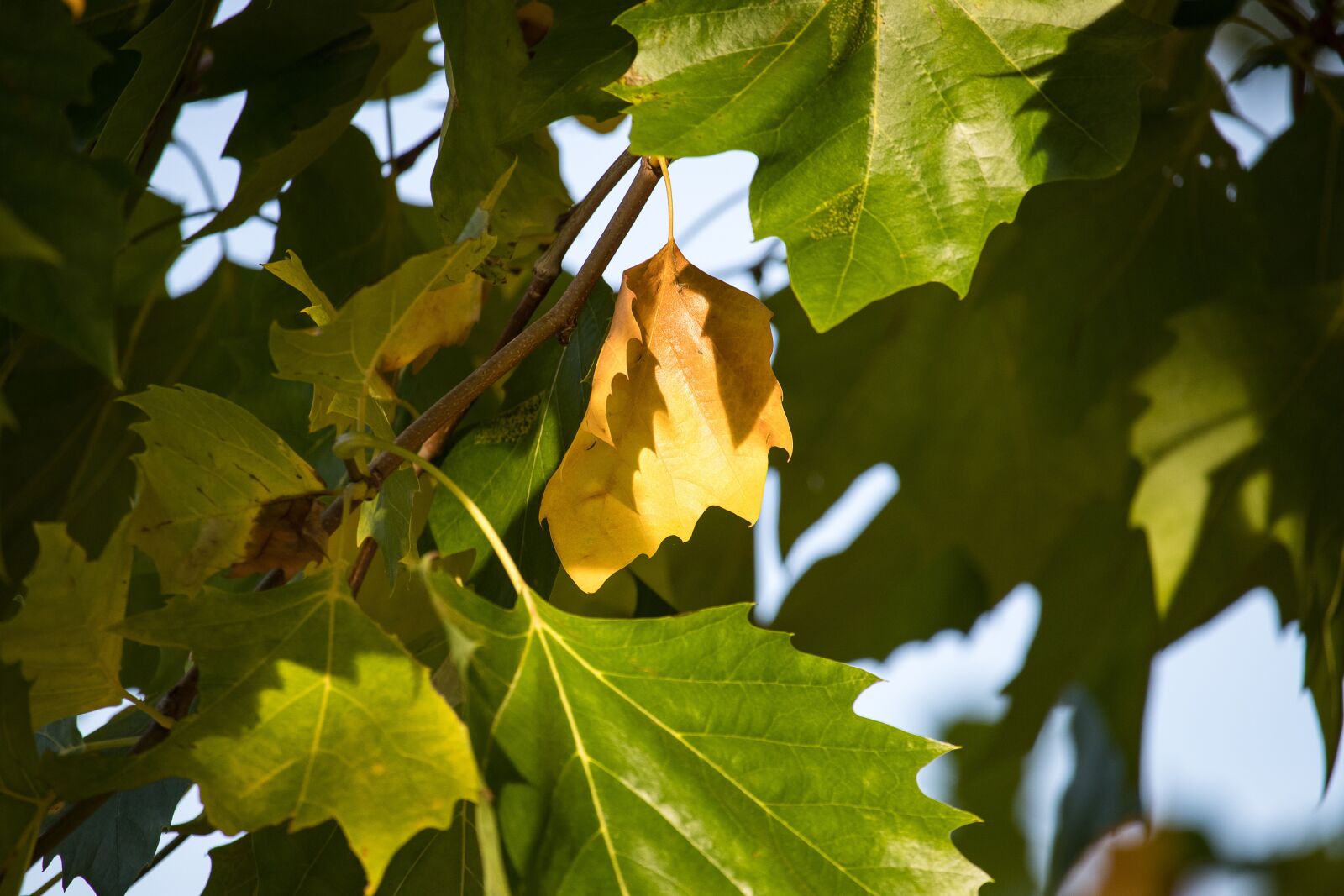 Canon EF-S 55-250mm F4-5.6 IS STM sample photo. Autumn, leaf, leaves photography