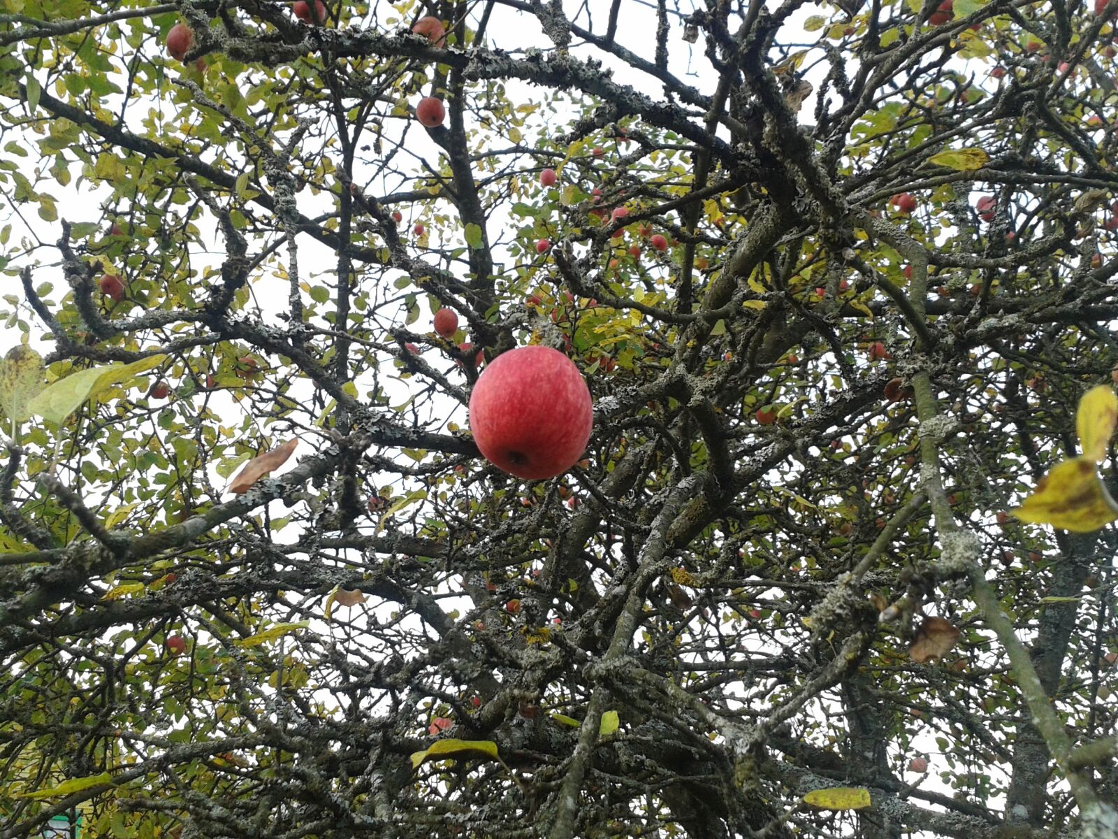 Samsung Galaxy S3 Mini sample photo. Apple, autumn, garden photography
