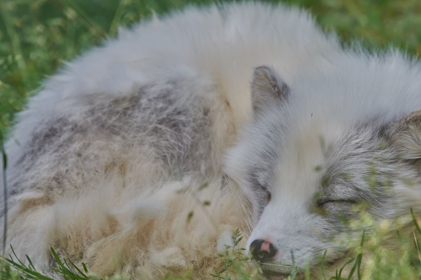 Nikon AF-S Nikkor 200-500mm F5.6E ED VR sample photo. Ice fox, fuchs, white photography