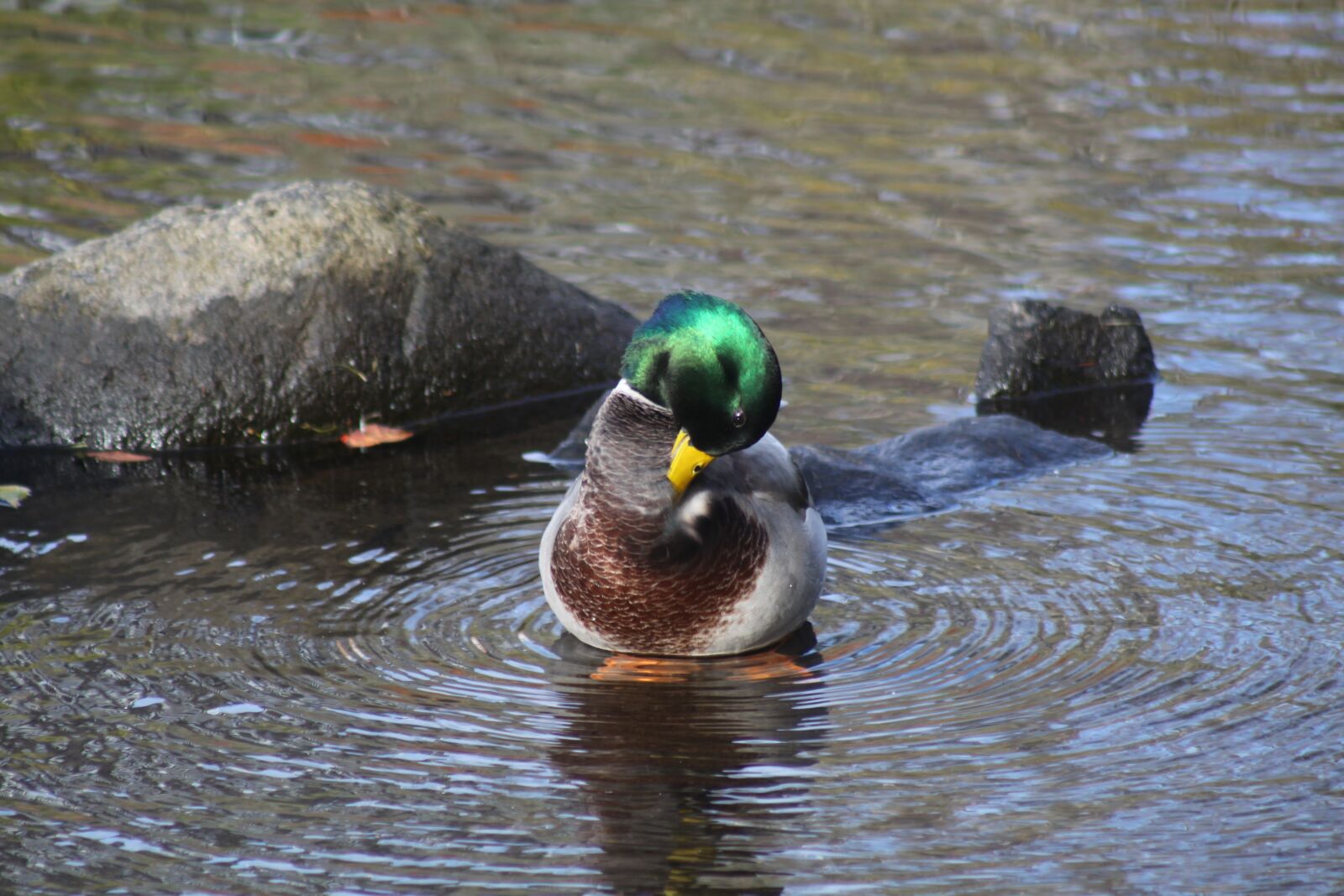 Canon EOS 50D sample photo. Mallard duck, preening, water photography