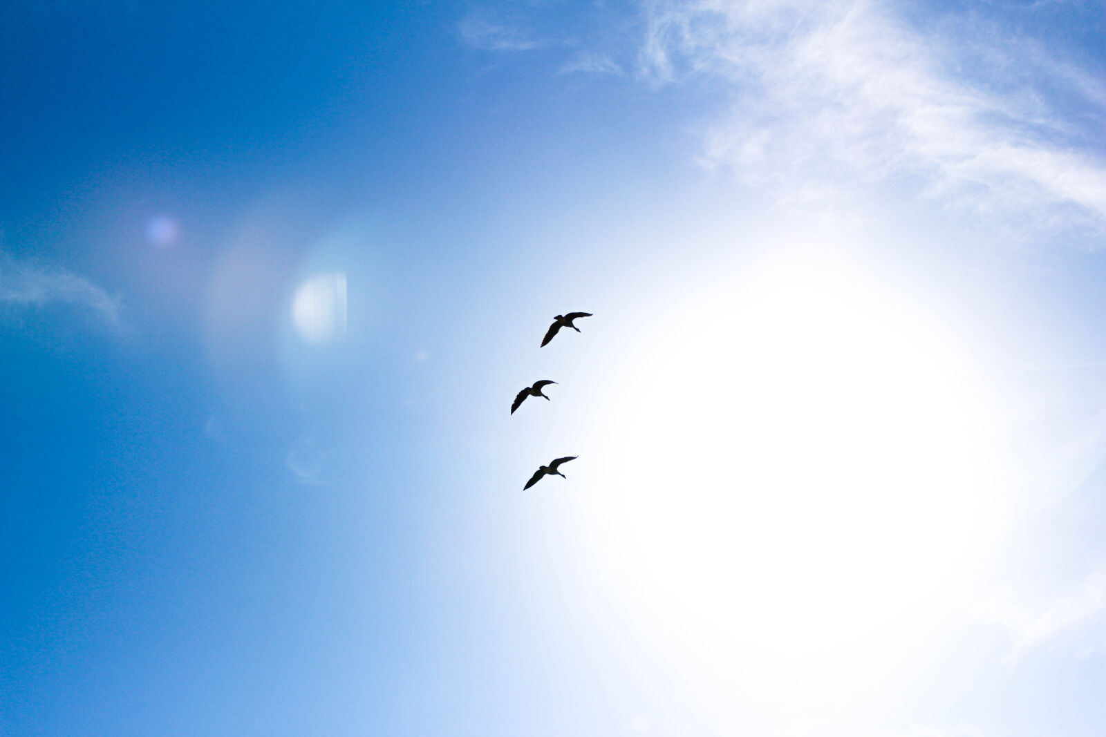 Canon EOS 700D (EOS Rebel T5i / EOS Kiss X7i) sample photo. Animals, bird, birds, blue photography