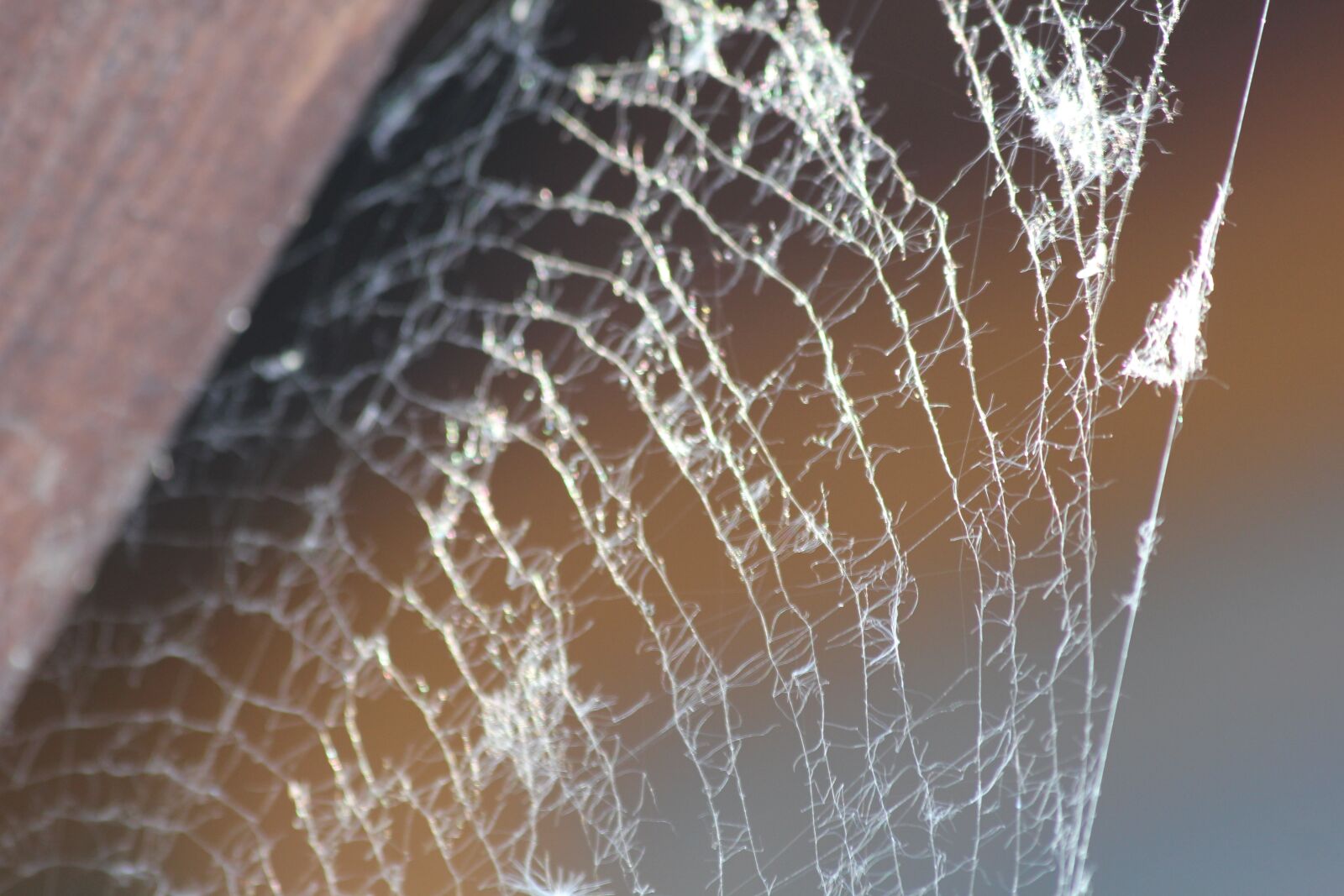 Canon EOS 550D (EOS Rebel T2i / EOS Kiss X4) sample photo. Web, network, spider photography