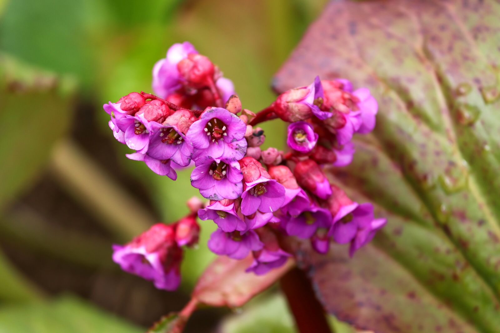 Canon EOS 200D (EOS Rebel SL2 / EOS Kiss X9) sample photo. Bergenia, saxifragaceae, rock crushing photography