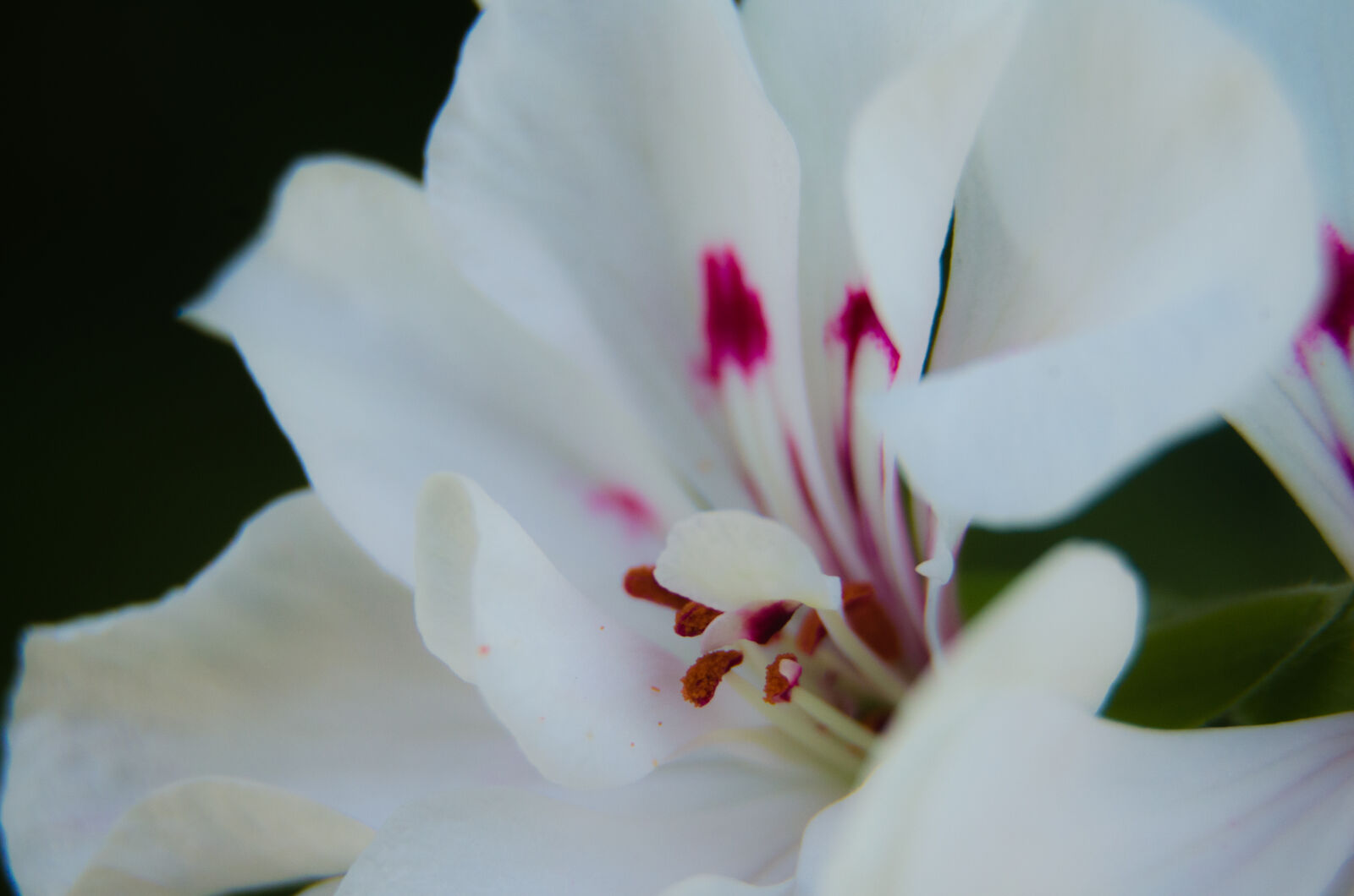 Nikon D5100 sample photo