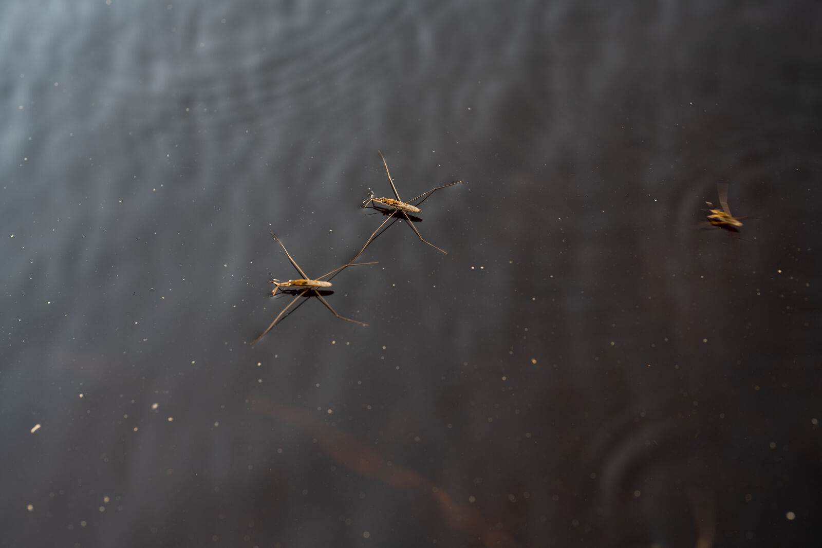 Sony a7R IV sample photo. Water striders photography