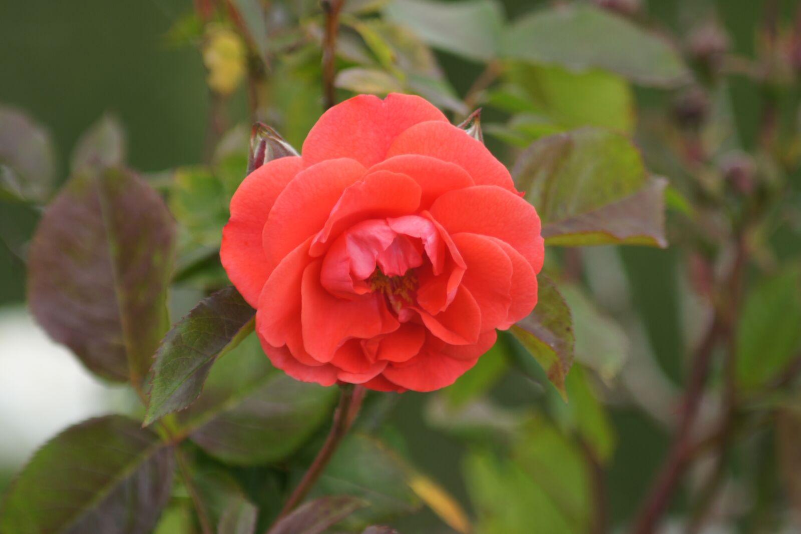 Sony Alpha DSLR-A500 sample photo. Rose, blossom, bloom photography