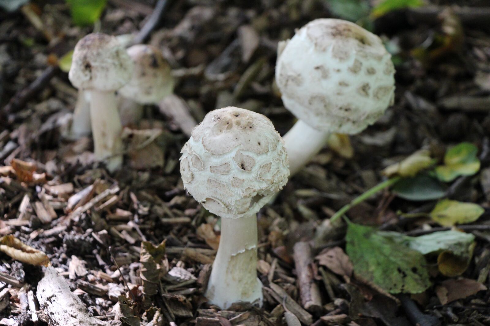 Canon EOS 650D (EOS Rebel T4i / EOS Kiss X6i) sample photo. Mushrooms, forest, garden photography