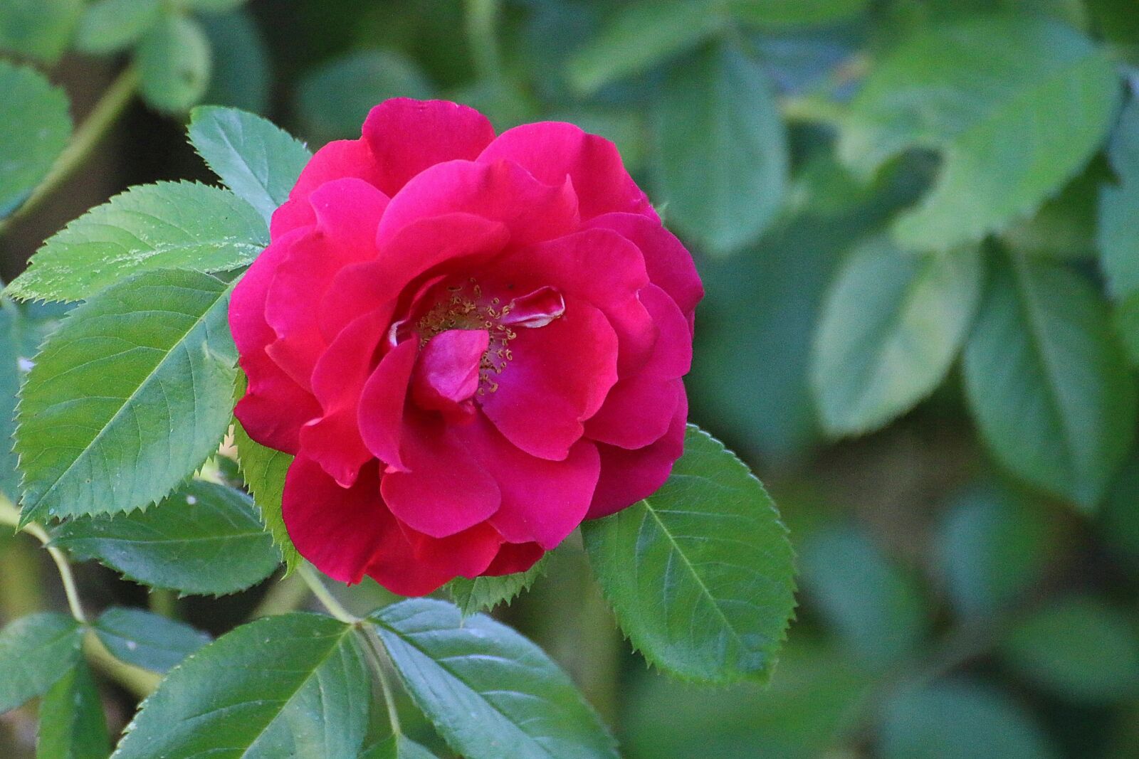 Canon EOS 70D sample photo. Wild rose, rose, red photography