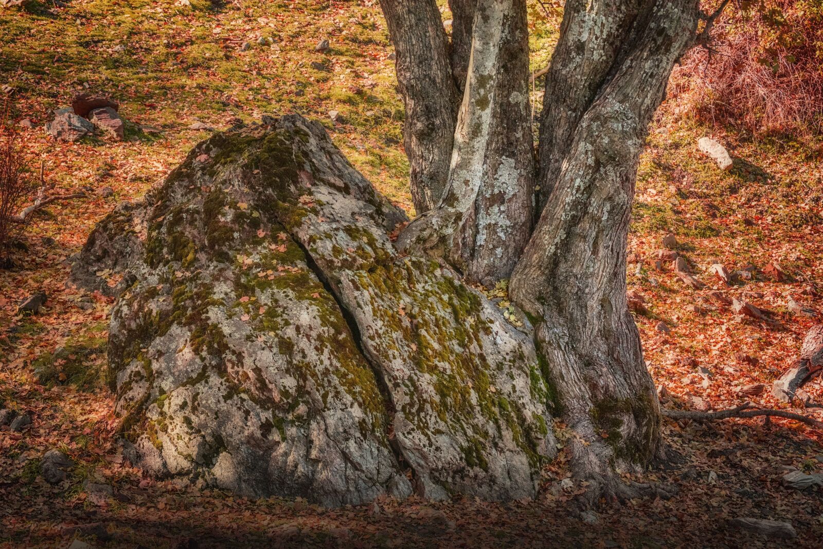 Nikon D3300 sample photo. Forest, rock, tree photography
