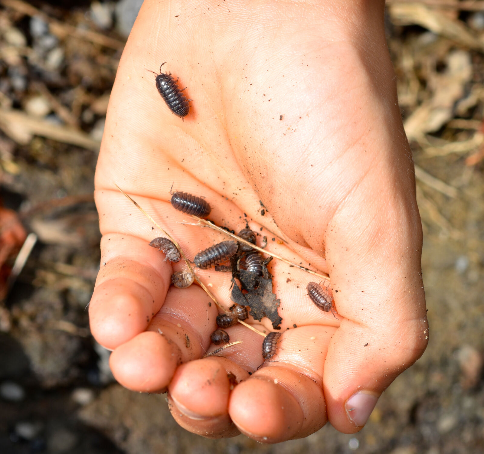 Nikon D7200 sample photo. Armadillidiidae, bugs, insects, kids photography