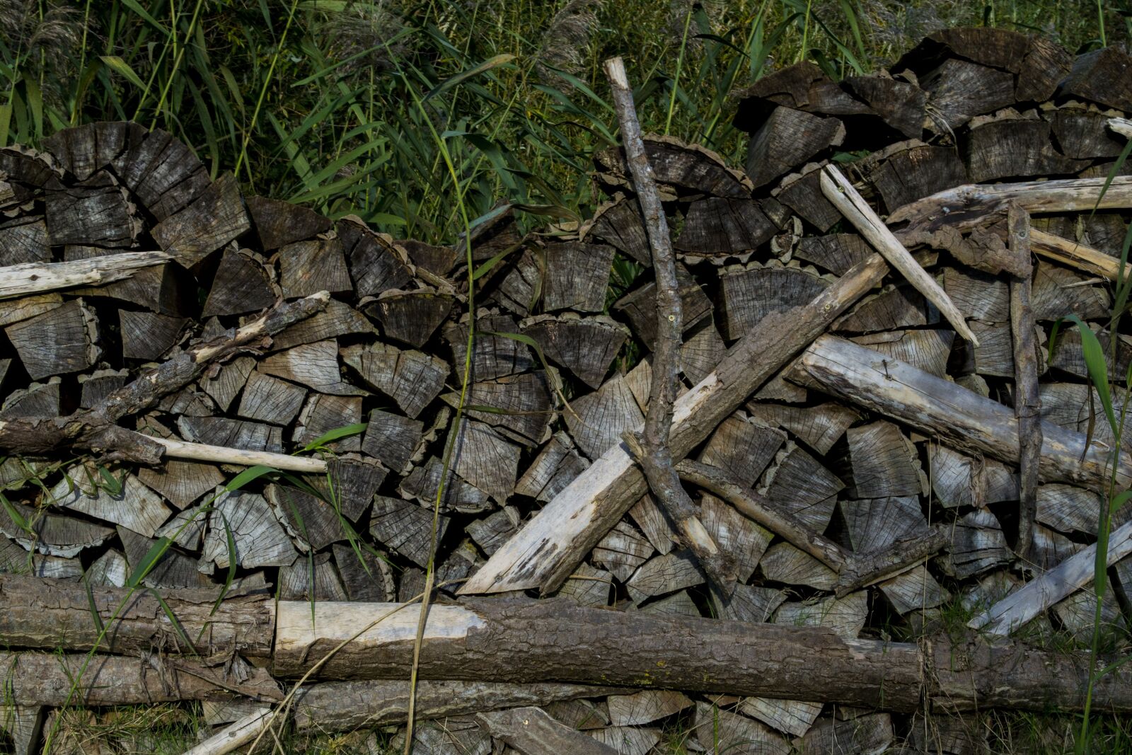 Nikon D3100 sample photo. Wood, garden, branch photography