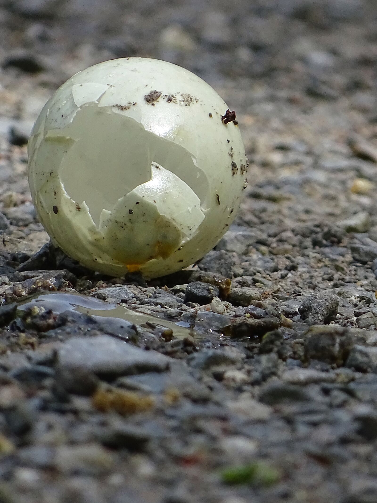 Sony Cyber-shot DSC-HX400V sample photo. Egg, bird, abandoned photography