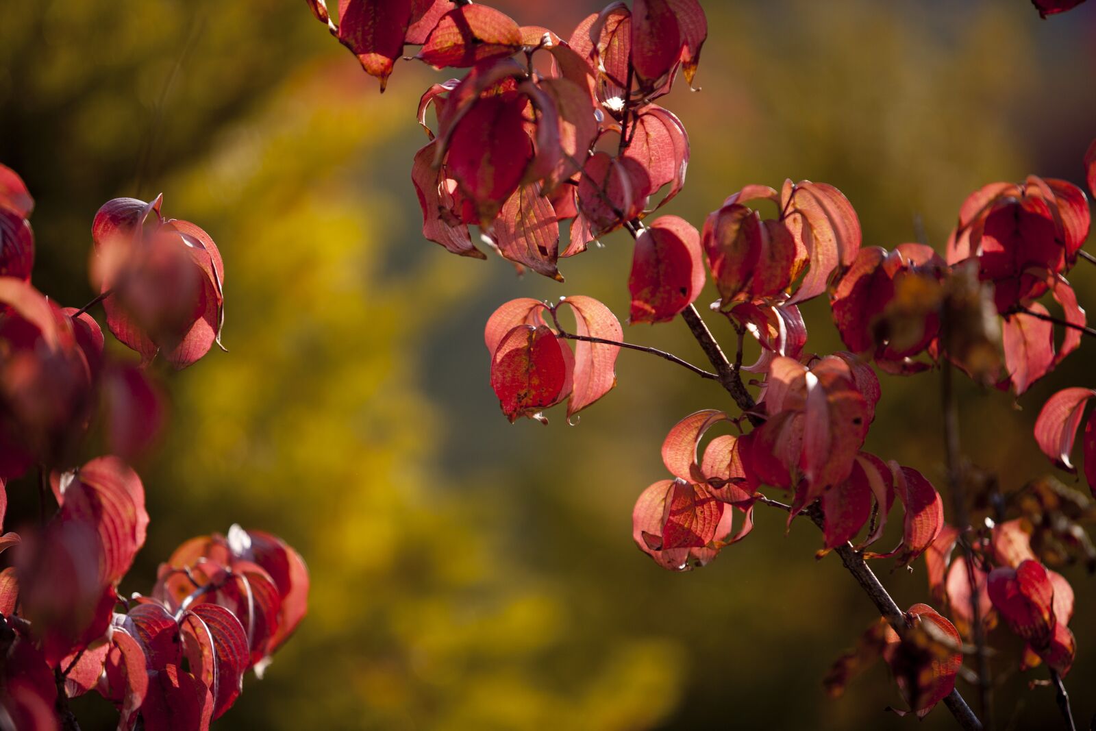 Canon EOS 5D sample photo. Autumn leaves, autumn, leaves photography