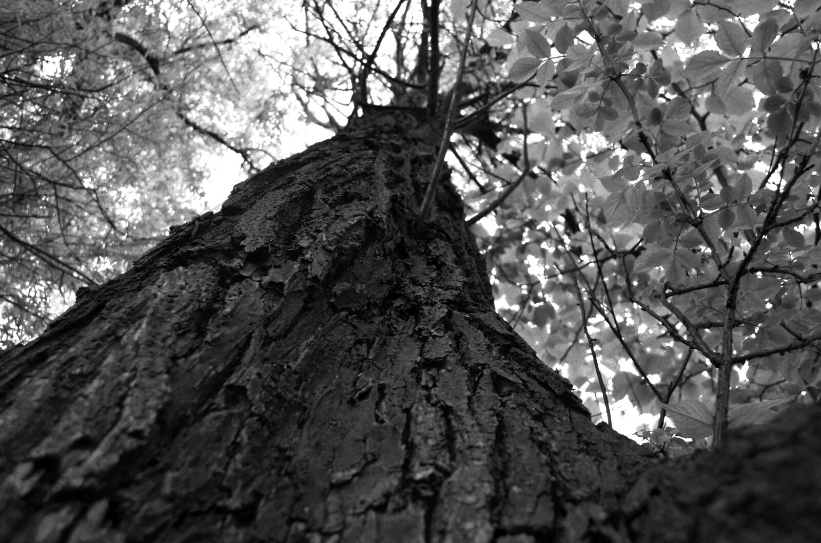 Nikon D5100 sample photo. Tree, up, leaf photography