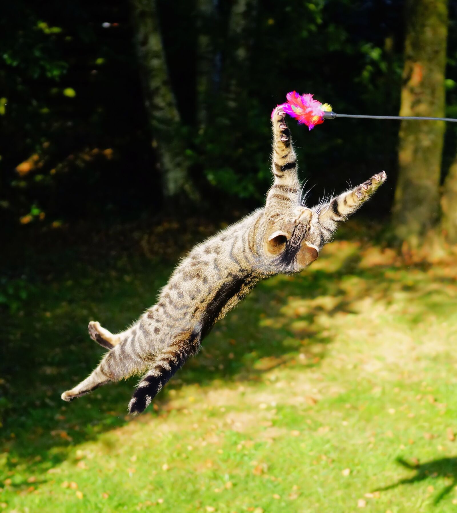 Sony a99 II sample photo. Cat, flying cat, play photography