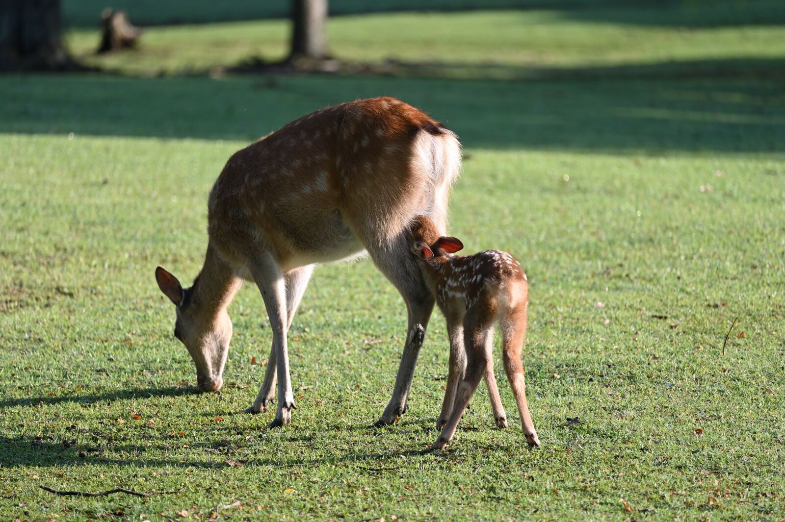 Nikon Z6 sample photo. Deer, parent child, breastfeeding photography
