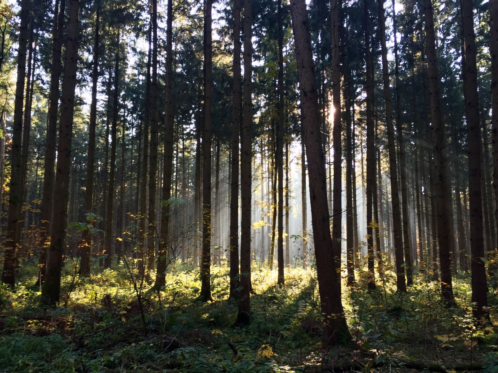Apple iPhone 6 sample photo. Forest, trees, nature photography