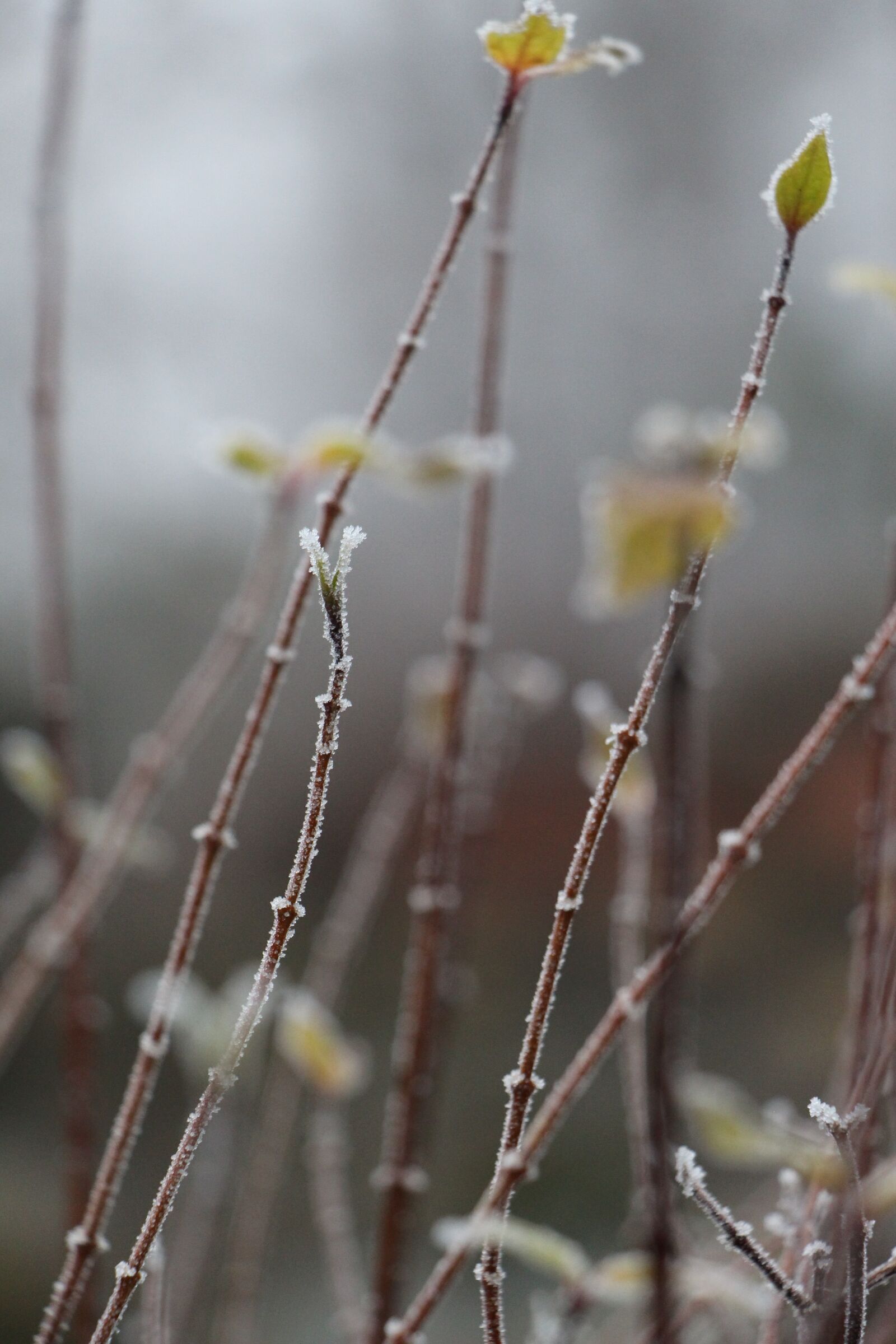 Canon EOS 700D (EOS Rebel T5i / EOS Kiss X7i) sample photo. Nature, plant, winter photography