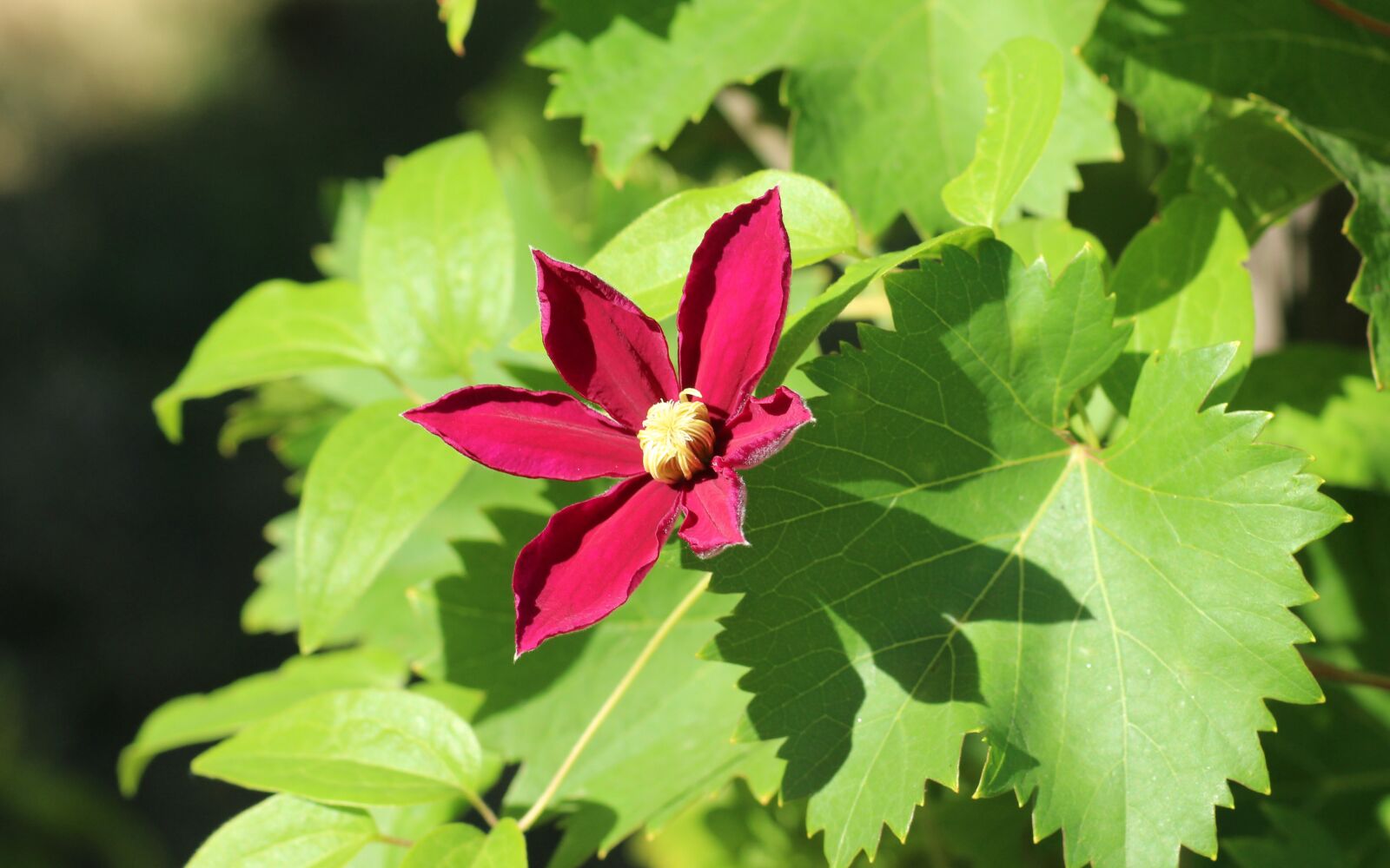 Canon EOS 1200D (EOS Rebel T5 / EOS Kiss X70 / EOS Hi) sample photo. Clematis, flower, creeper photography