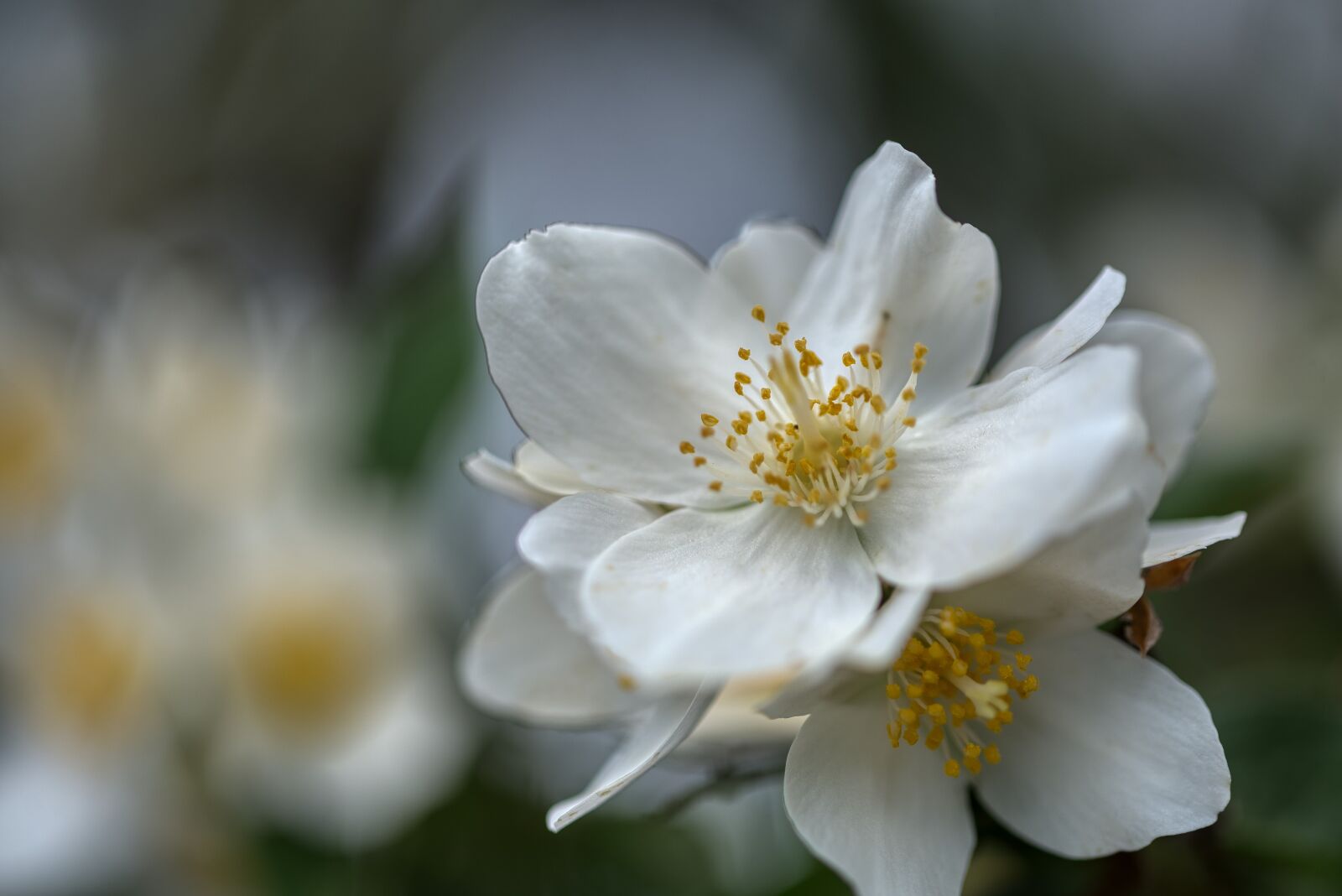 Nikon D750 sample photo. Philadelphus coronary, whistle shrub photography