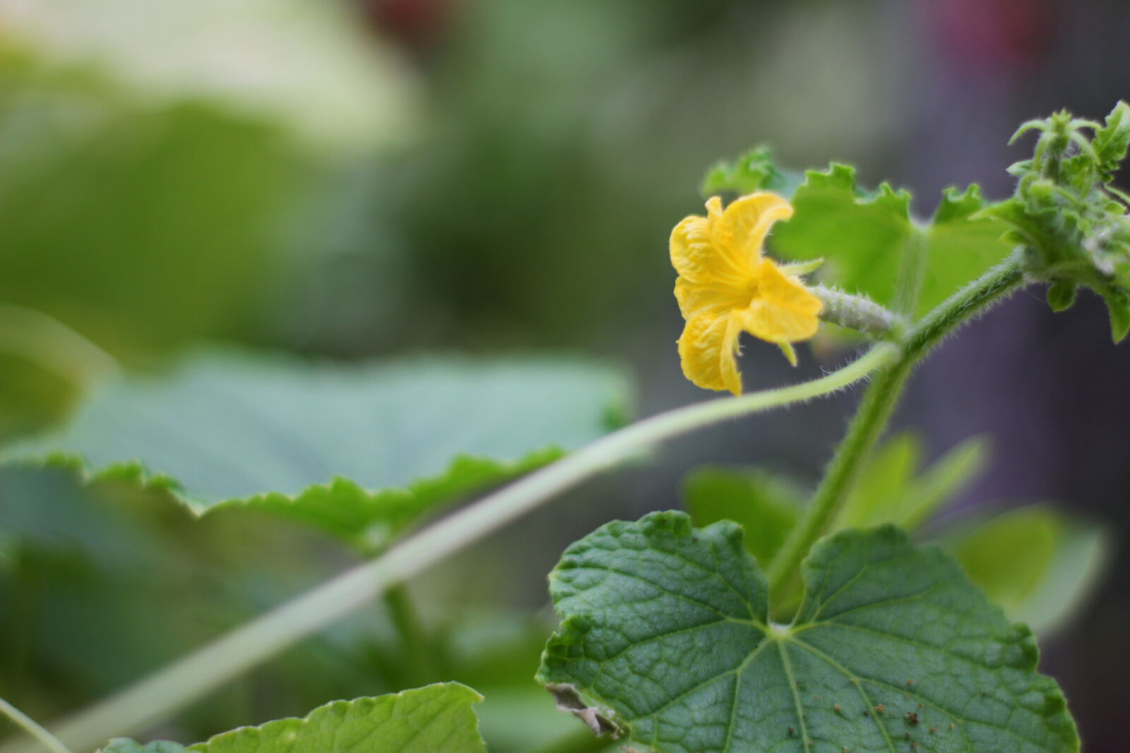 Canon EOS 7D sample photo