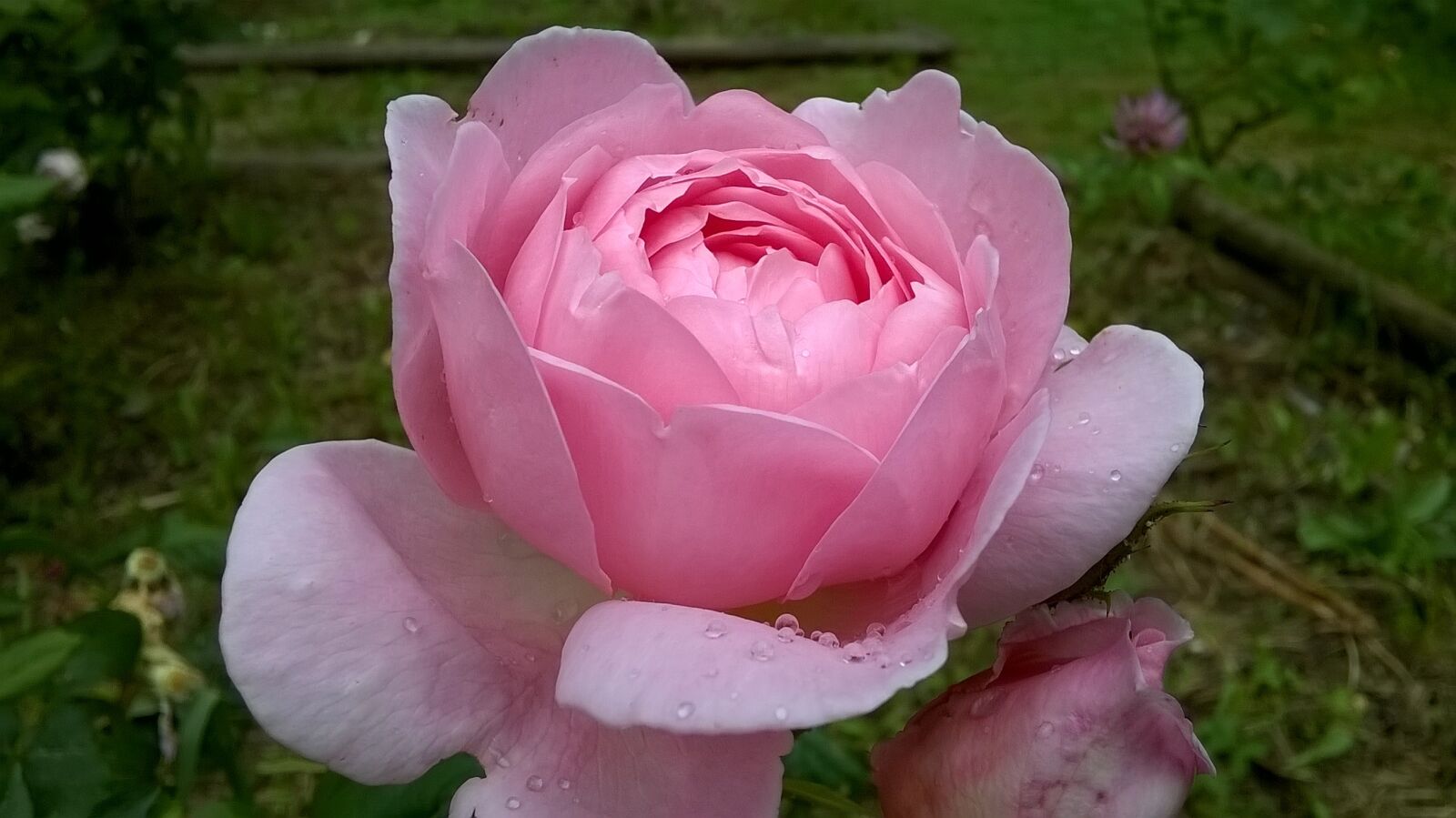 Nokia Lumia 630 sample photo. Rosa, blossomed, flower photography