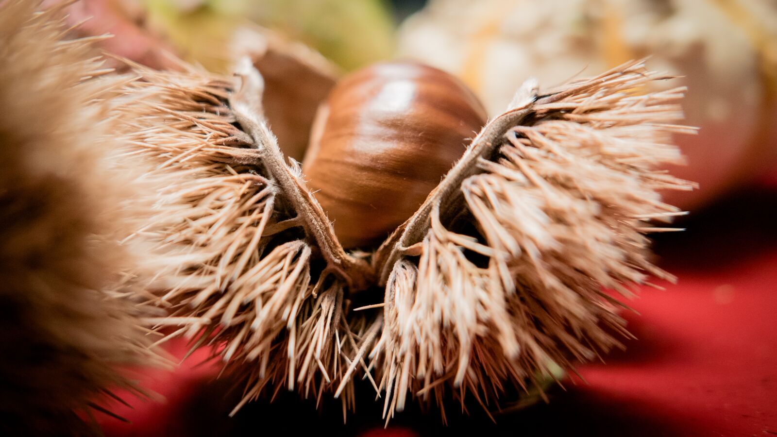 Panasonic Lumix DMC-LX100 sample photo. Chestnut, chestnut shell, fruit photography