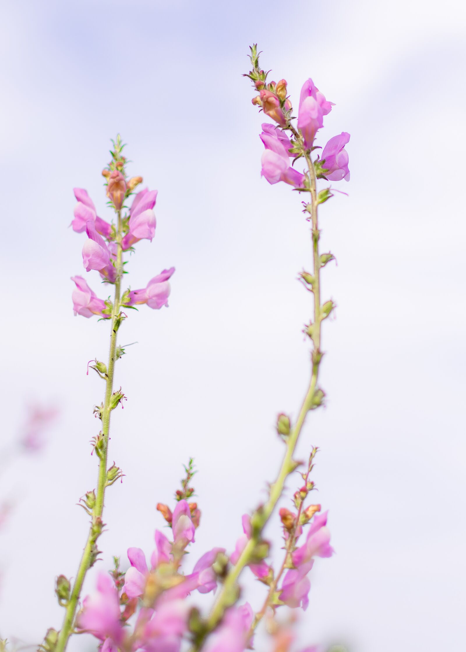 Nikon D3300 sample photo. Flower, field, nature photography