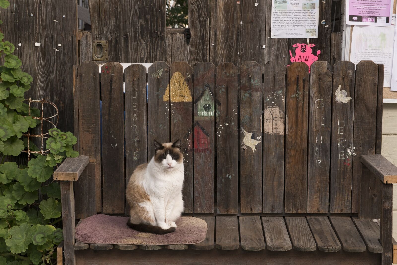 Nikon D800E sample photo. Cat, bench, feline photography