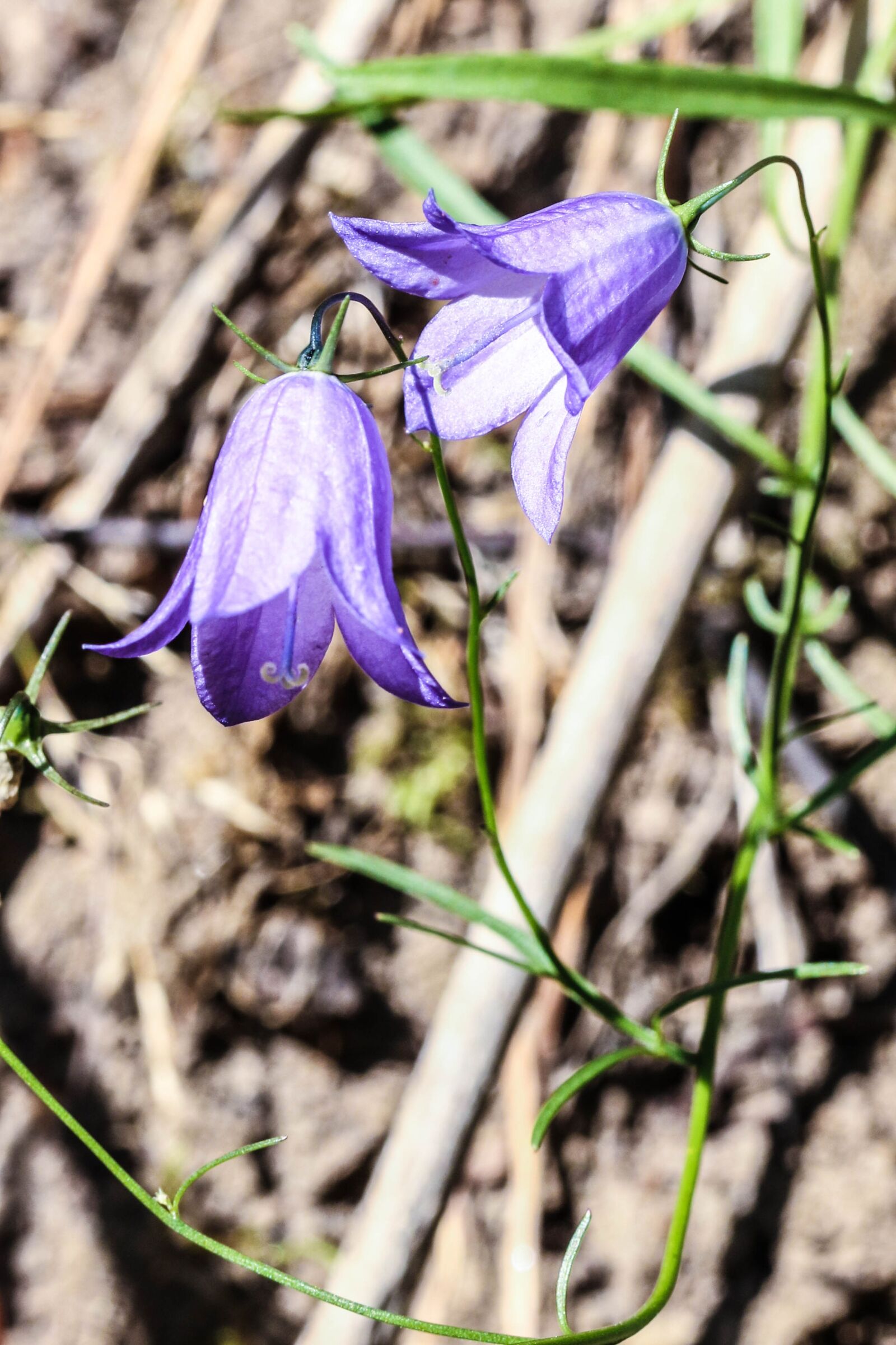 Canon EOS 7D Mark II sample photo. Bluebell, bell flowers, flowers photography
