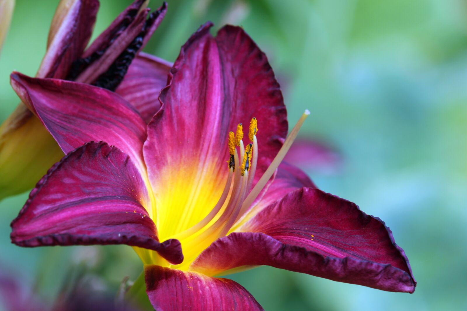 Canon EF-S 55-250mm F4-5.6 IS STM sample photo. Daylily, lilies, edible flowers photography