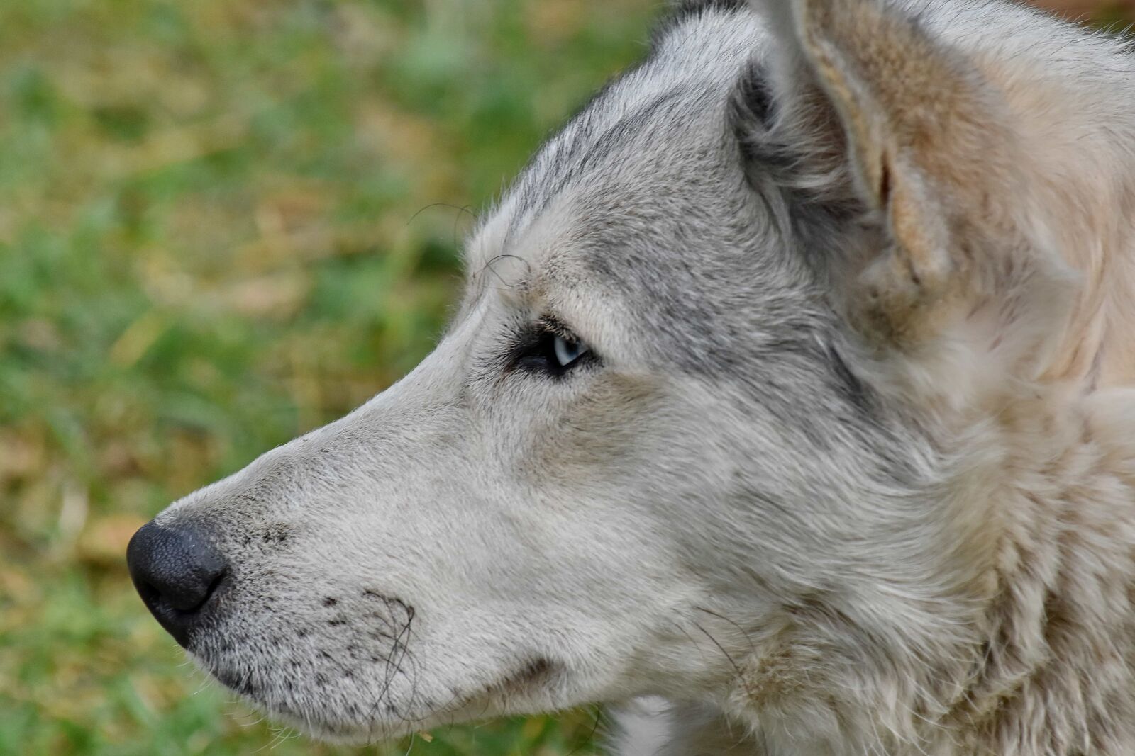 Nikon D5500 sample photo. Dog, fur, husky, nose photography