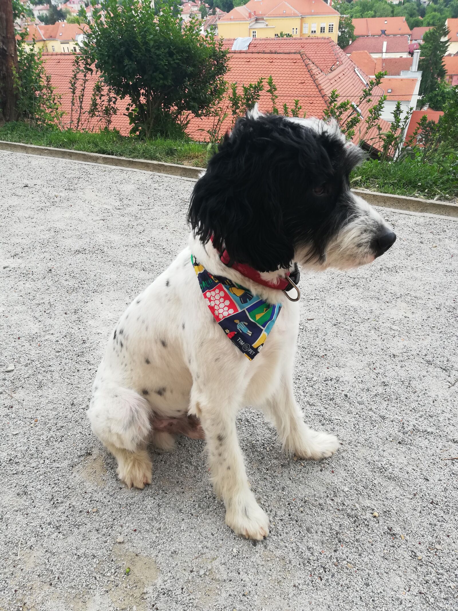 HUAWEI P20 lite sample photo. Dog, dog sitting, dog photography