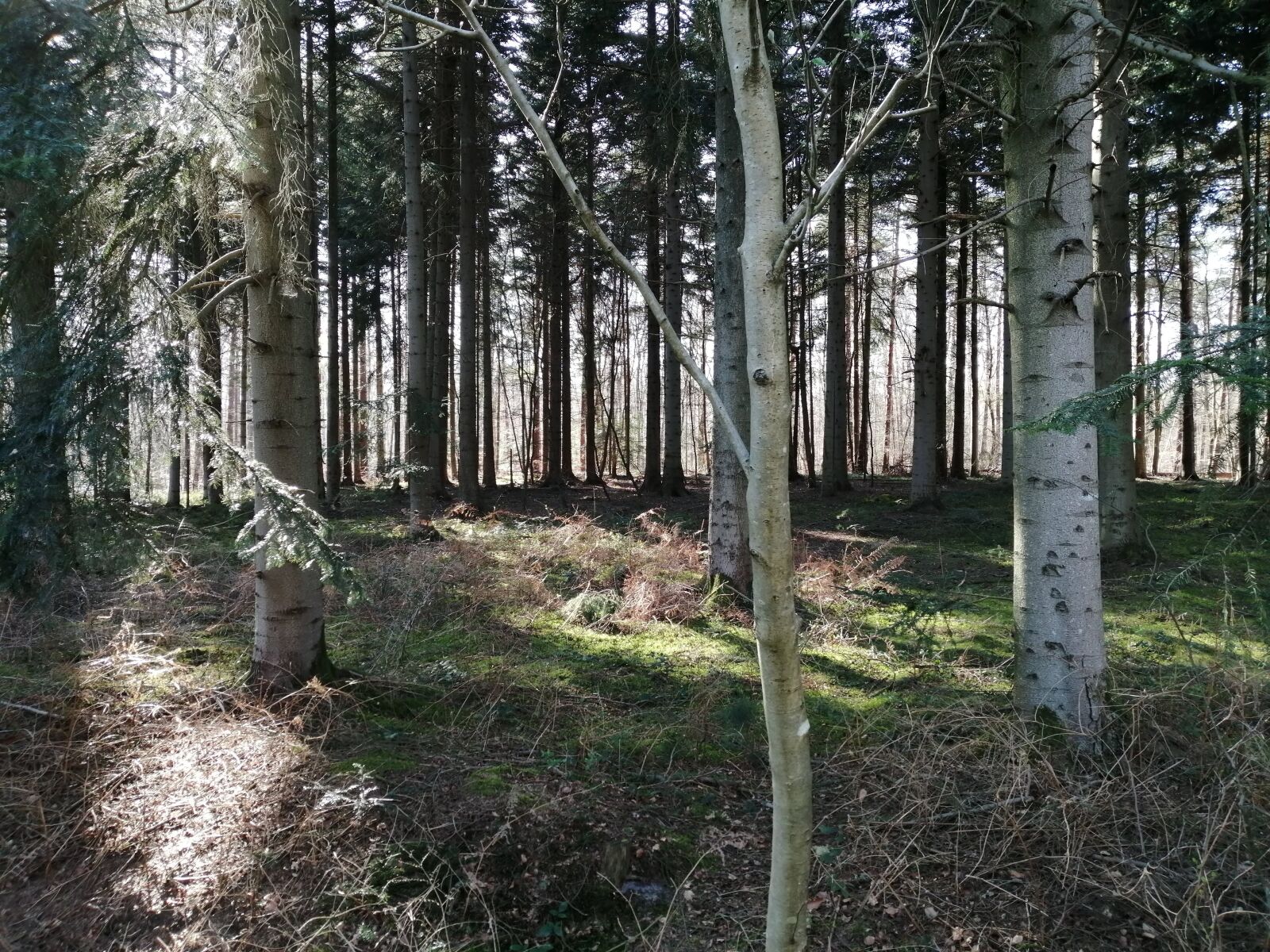 HUAWEI P SMART 2019 sample photo. Wood, tree, nature photography