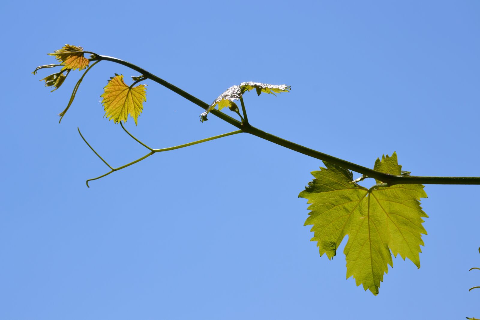 Nikon D3100 sample photo. Grapevine, vine, wine photography
