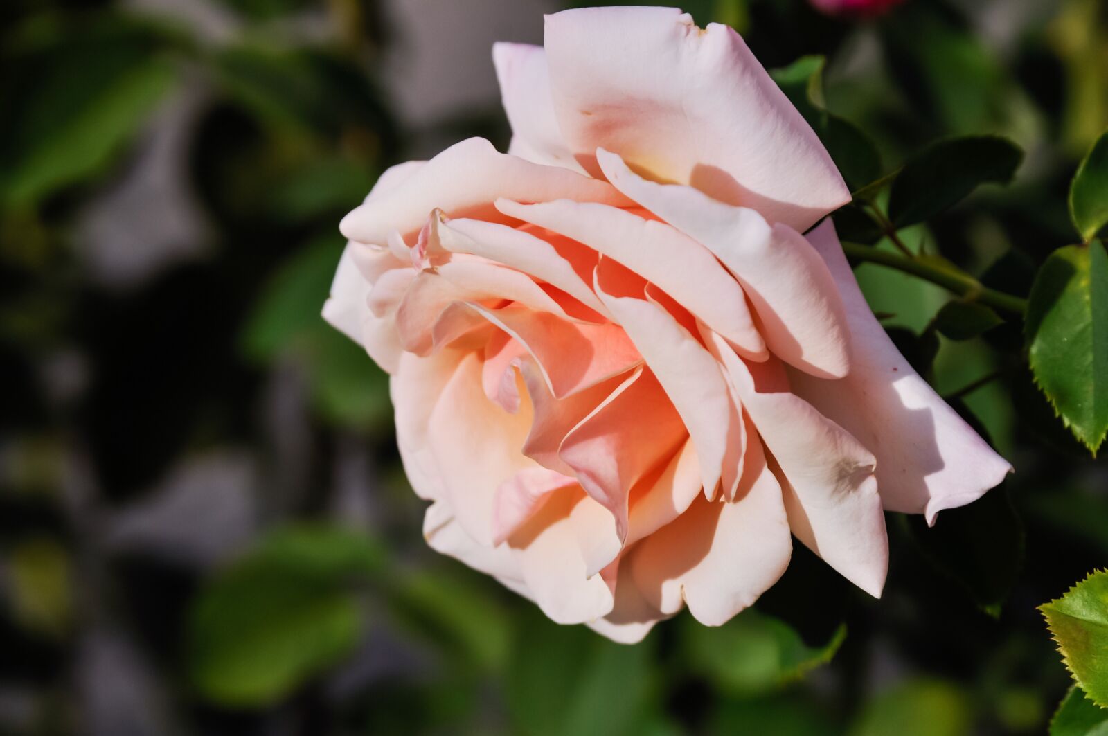 Nikon D90 sample photo. Flower, rose, pink photography
