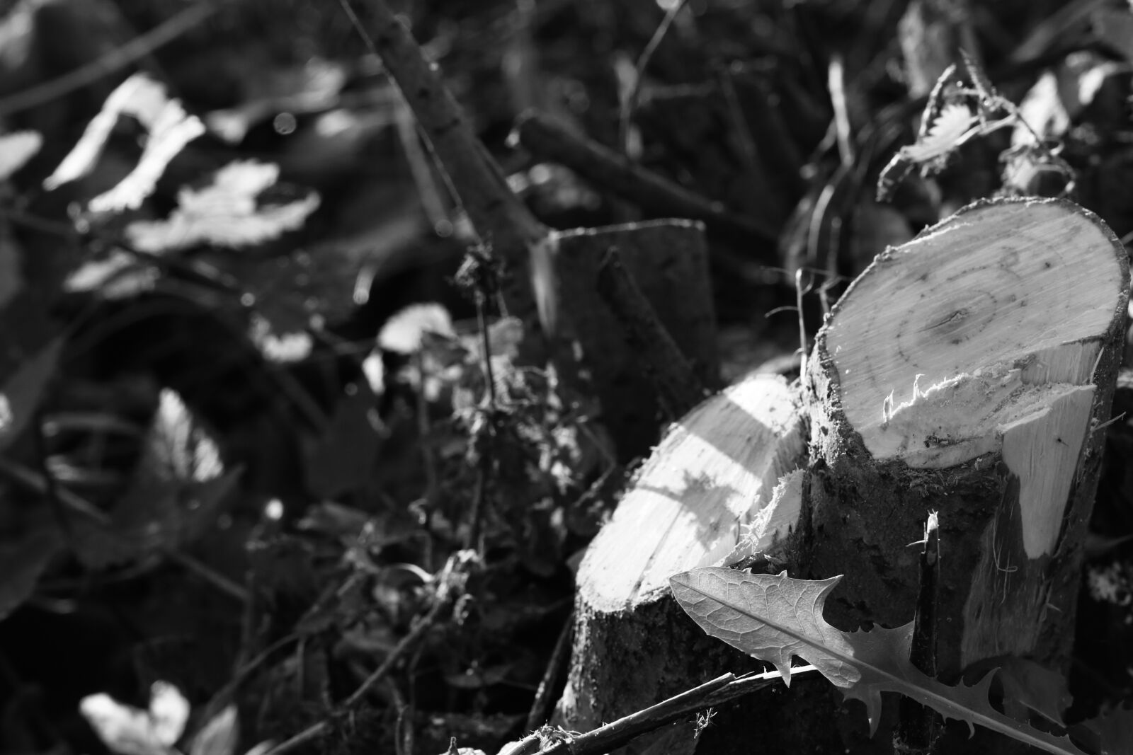 Canon EOS 7D Mark II sample photo. Tree stump, stump, tree photography