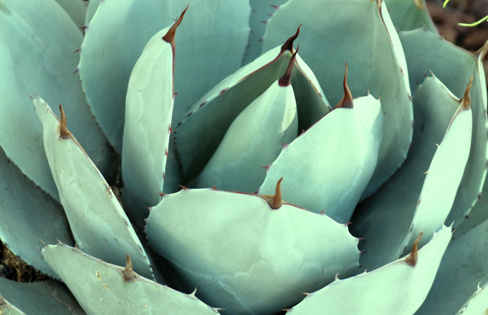 Nikon D610 sample photo. Succulent, cactus, nature photography
