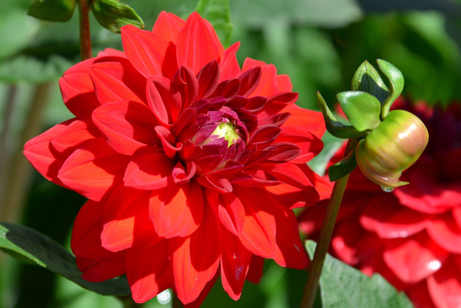 Nikon D800 sample photo. Dianthus, flowers, red photography