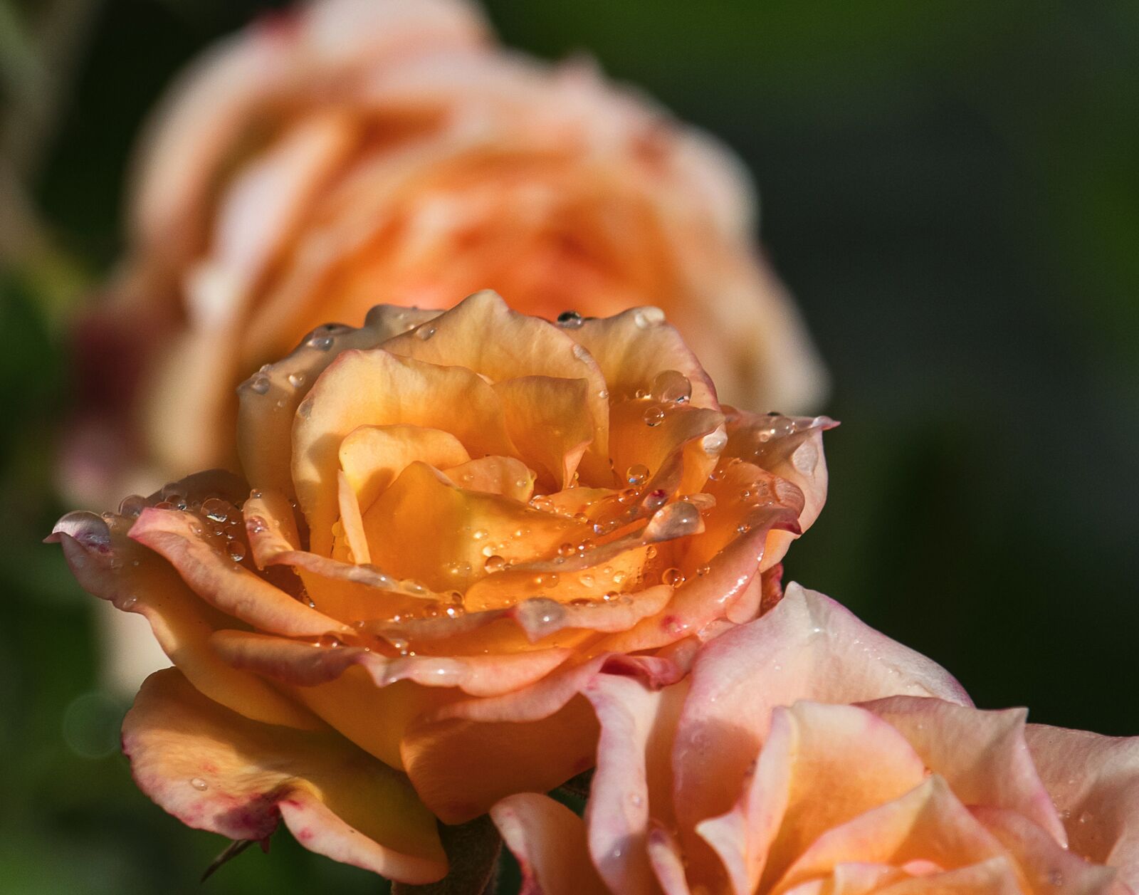 Canon EF-S 55-250mm F4-5.6 IS STM sample photo. Rose, blossom, bloom photography