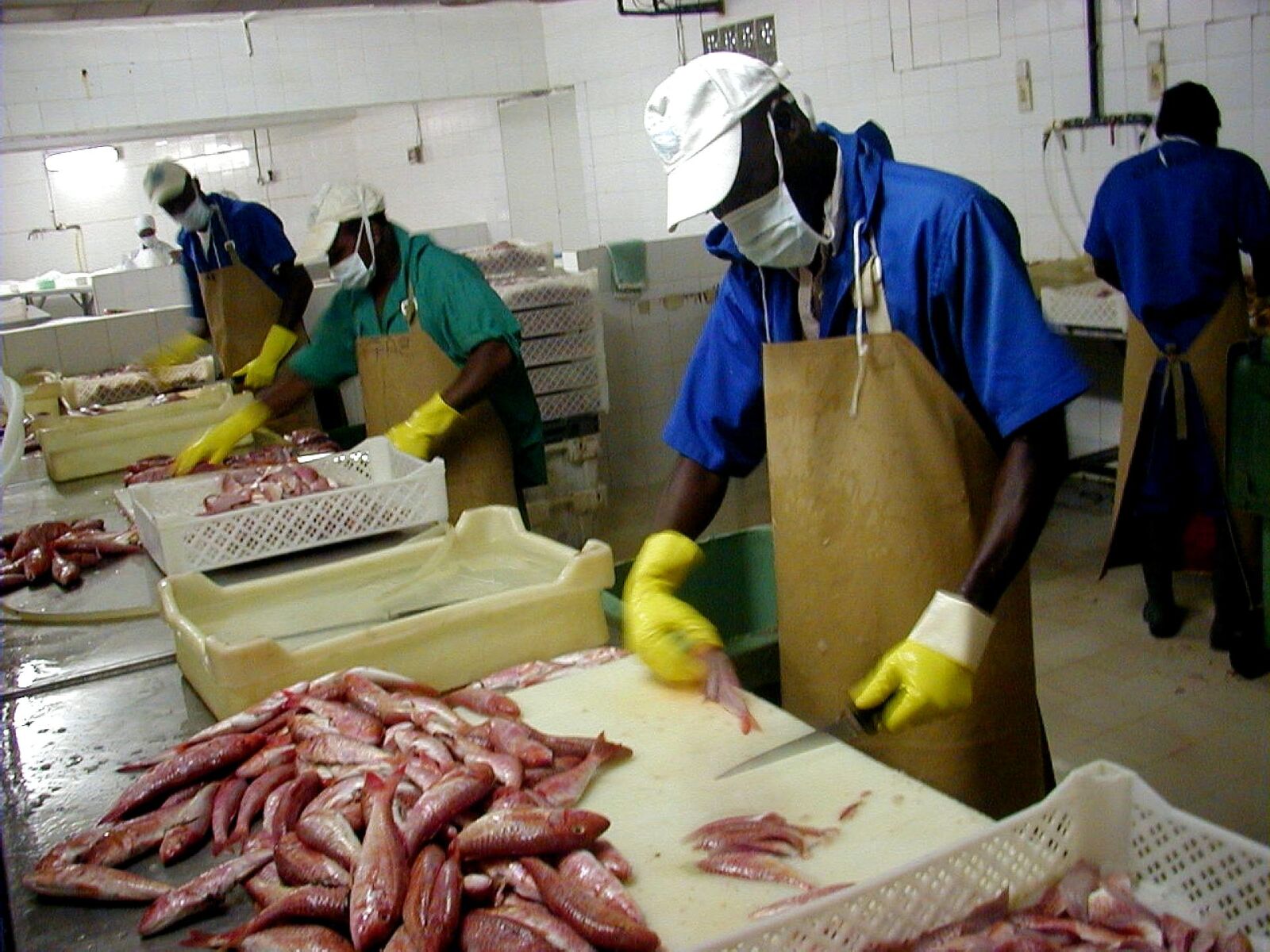 Olympus C920Z,D450Z sample photo. Fish, exporter, senegal, set photography
