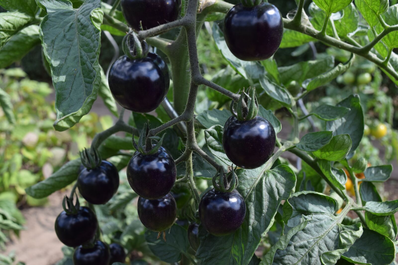Nikon D3300 sample photo. Garden, fruits, tomatoes photography